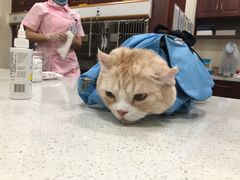 -宠爱国际动物医院· 猫科· 外科·中兽医(长白店)