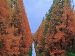 -黄海国家森林公园