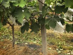 -马陆小张葡萄园农家乐