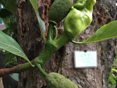 -南宁良凤江国家森林公园