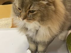 -COLOR PETS 撸猫馆·购猫·猫咖(长风大悦城店)