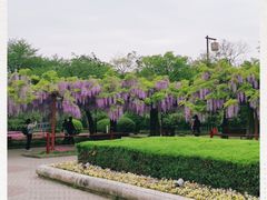-嘉定紫藤园
