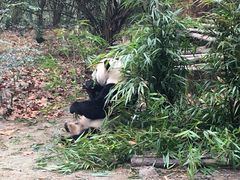 游乐设施-成都大熊猫繁育研究基地