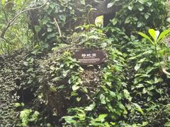 -呀诺达热带雨林