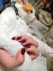 点击看大图 -喵酱日式美甲美睫Neko Nail Studio