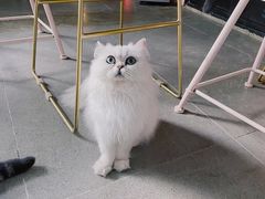 -喵屿·大理花园猫咖