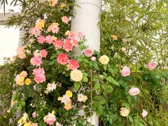 -大塘金香草谷