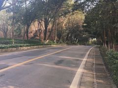 -铁山坪森林公园