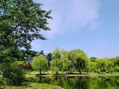 -上海共青森林公园