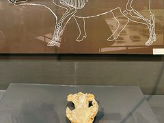 -北京周口店北京人遗址博物馆