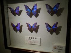 android_upload_pic-上海昆虫博物馆