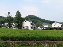-龙井村