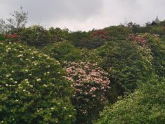 -贵州百里杜鹃风景名胜区