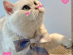 -帕帕拉兹宠物(亚洲旗舰店)