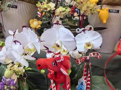 -越秀西湖花市(广州城市广场花卉店)