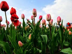 -大宁郁金香公园-停车场