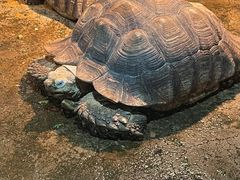 -石家庄市动物园