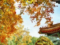 -北京大学百年讲堂