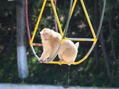 -西霞口神雕山野生动物世界