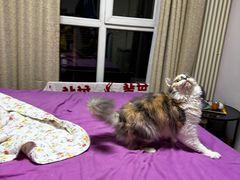-中农大我爱我爱动物医院·核磁CT·猫病·24小时夜诊中心(石佛营店)