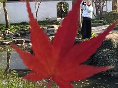 -秋霞圃