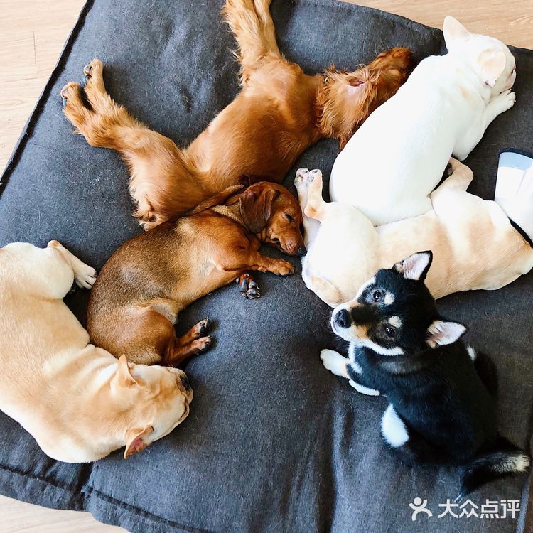 在这撸狗真是一种享受