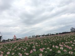 -荷兰花海