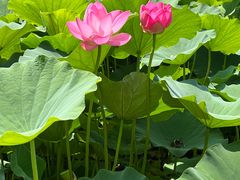 -莲花池公园