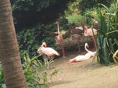 -九龙公园