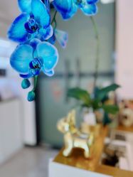 -海菲秀·飞顿牛奶光·LDM官方授权中心美轮美浣瓷感美肌