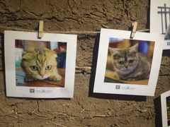 -壹六猫窝(谷德店)