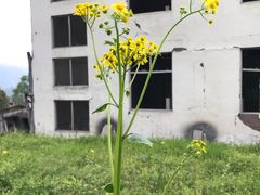 -四川汶川特大地震漩口中学遗址
