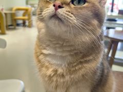 -藏猫猫咖啡主题馆(中央大道店)