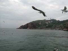 -长岛万鸟岛