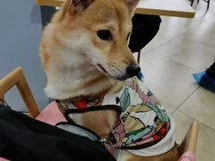 -汪说·狗咖(旺城大厦店)