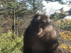 -峨眉山风景名胜区