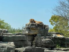 -上海野生动物园