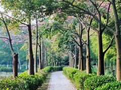 -番禺大夫山森林公园