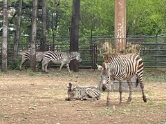 -大连森林动物园