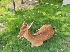 -金鸡湖桃花岛