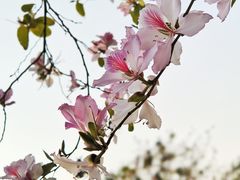 -洲头咀公园
