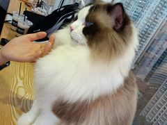-Heymao猫咖.咖啡厅(东门店)