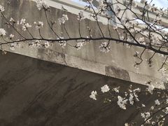 -高东镇樱花园