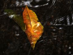 -成都市活水公园
