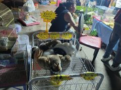 -中环花鸟鱼虫市场