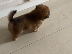 -喜茶(佛山顺德大良东乐路店)