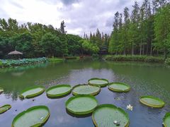 -上海滨江森林公园