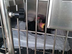 -骐奇宠物诊疗中心(南亭公路店)