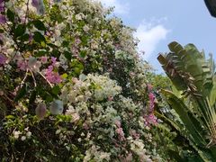 -深圳国际园林花卉博览园