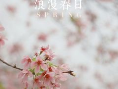 -天适樱花悠乐园